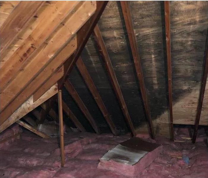 Mold damage in attic